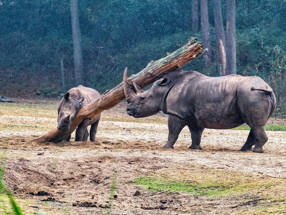 a group of rhinoceros in a dirt field