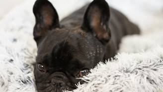Frenchie tumbado en una alfombra
