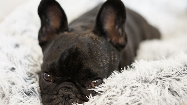 Frenchie tumbado en una alfombra
