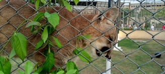 A large tan feline is behind a chain-link fence, with its head partially visible. Green leaves are entwined in the fence. The background includes a grassy area, some enclosures, and people walking.