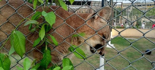 A large tan feline is behind a chain-link fence, with its head partially visible. Green leaves are entwined in the fence. The background includes a grassy area, some enclosures, and people walking.