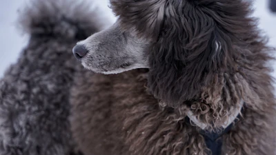 a dog looking up