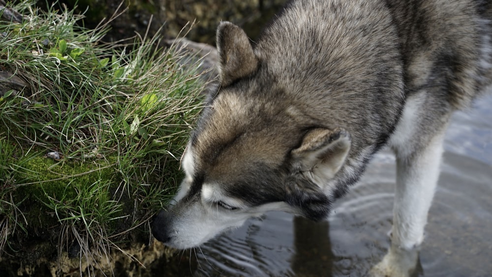 Ein Wolf trinkt Wasser