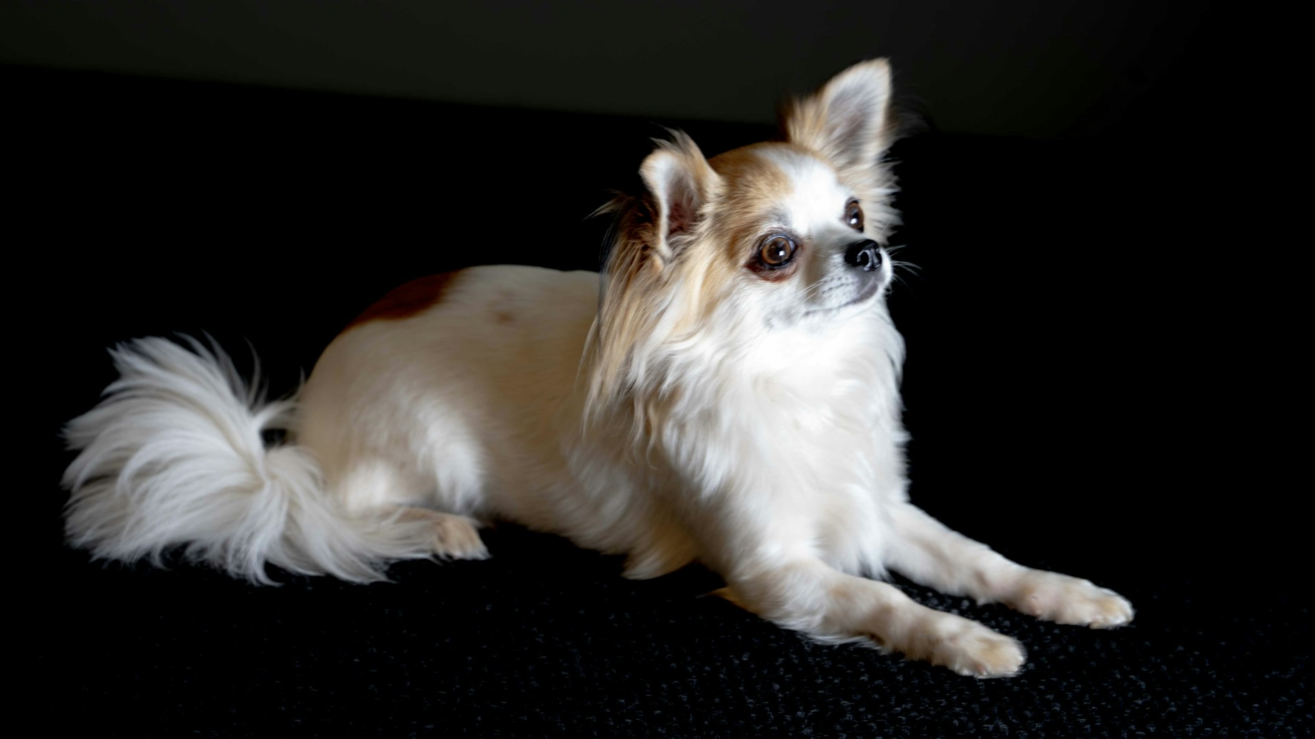 a white dog with a red tail