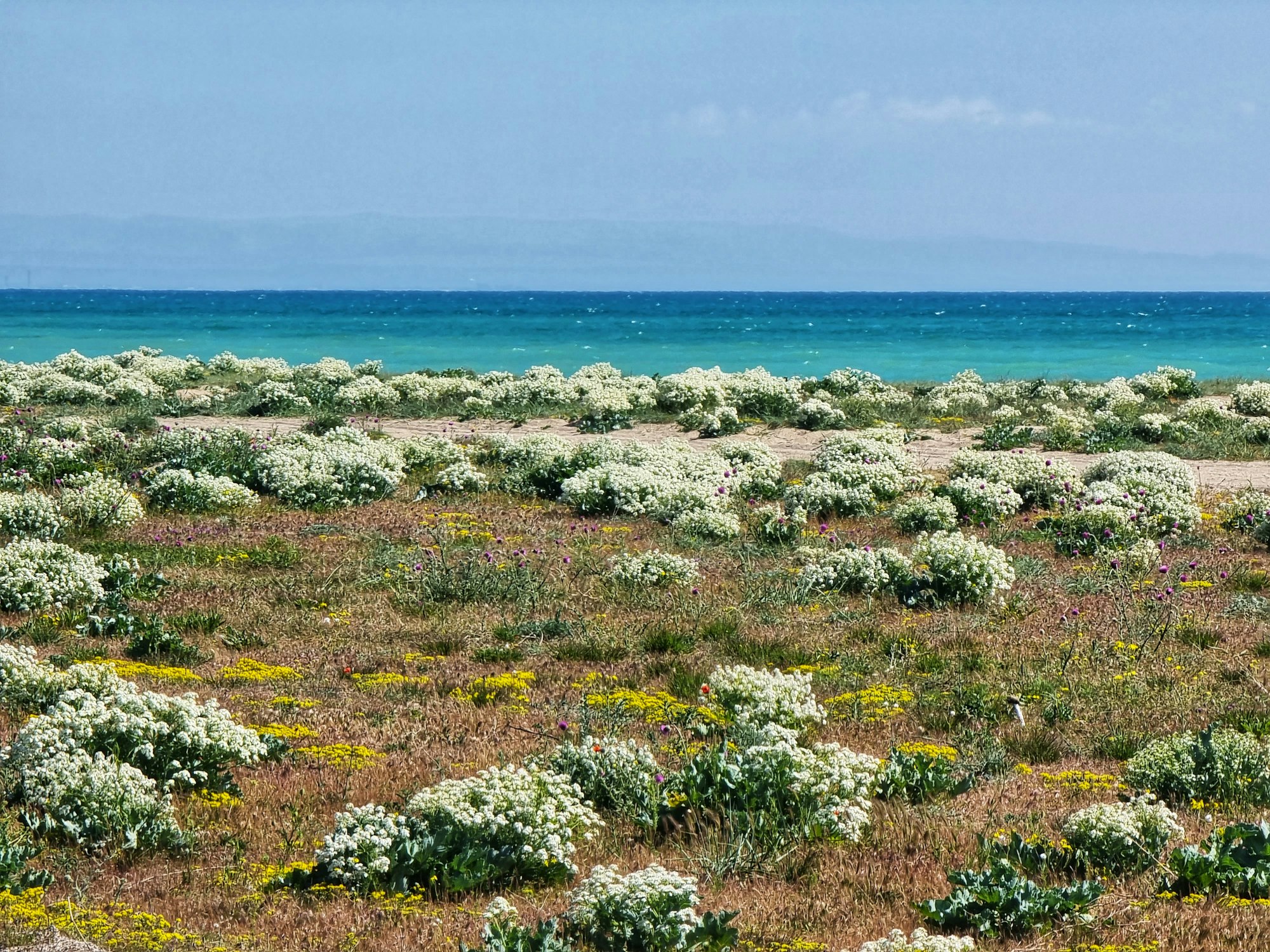 a field of flowers with water in the background