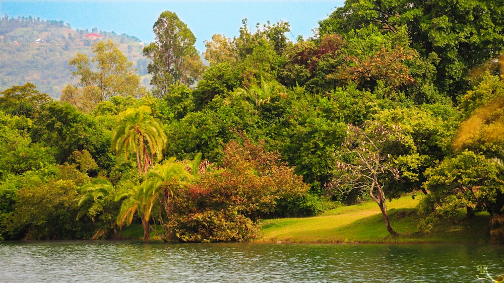 a body of water with trees around it