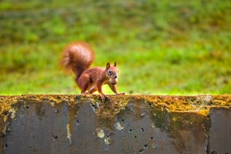 a squirrel standing on a rock