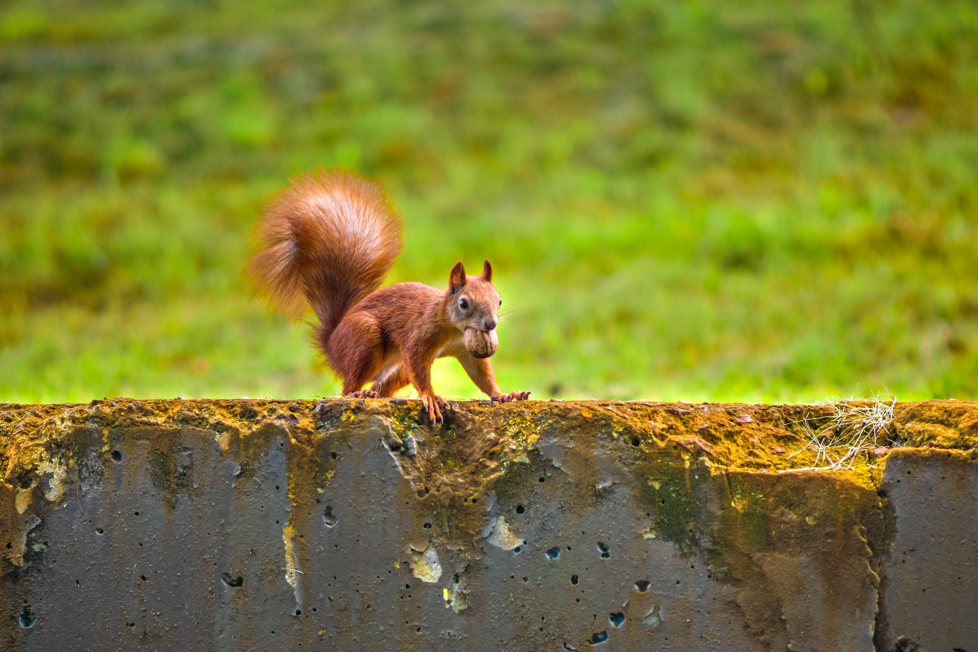 A cute reddish brown squirrel on a concrete wall with a nut in its mouth