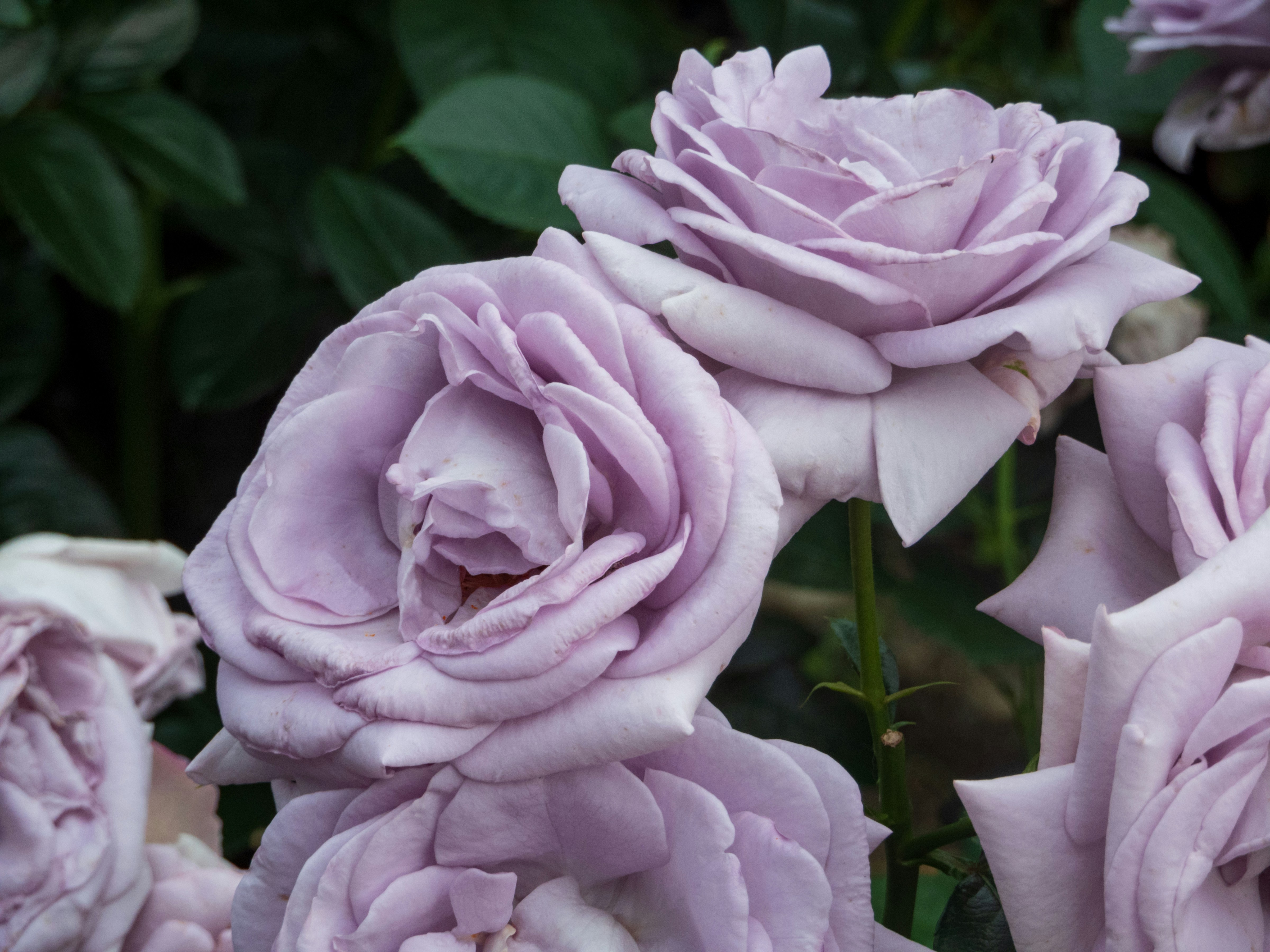 a group of pink flowers