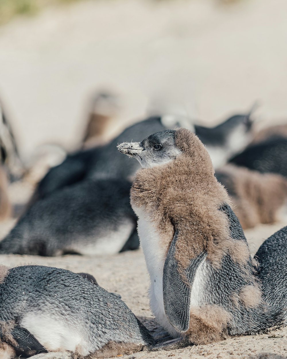 a group of penguins