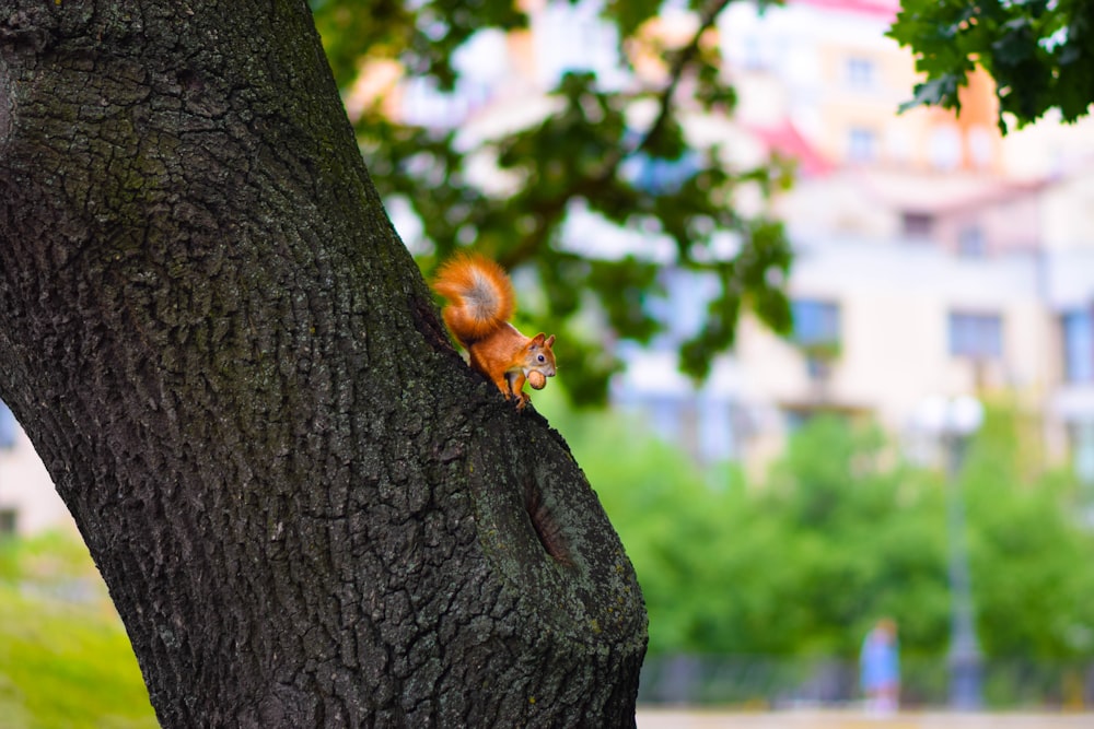 a small orange bug on a tree