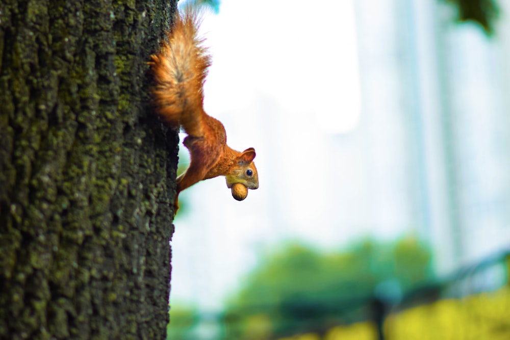 a squirrel on a tree