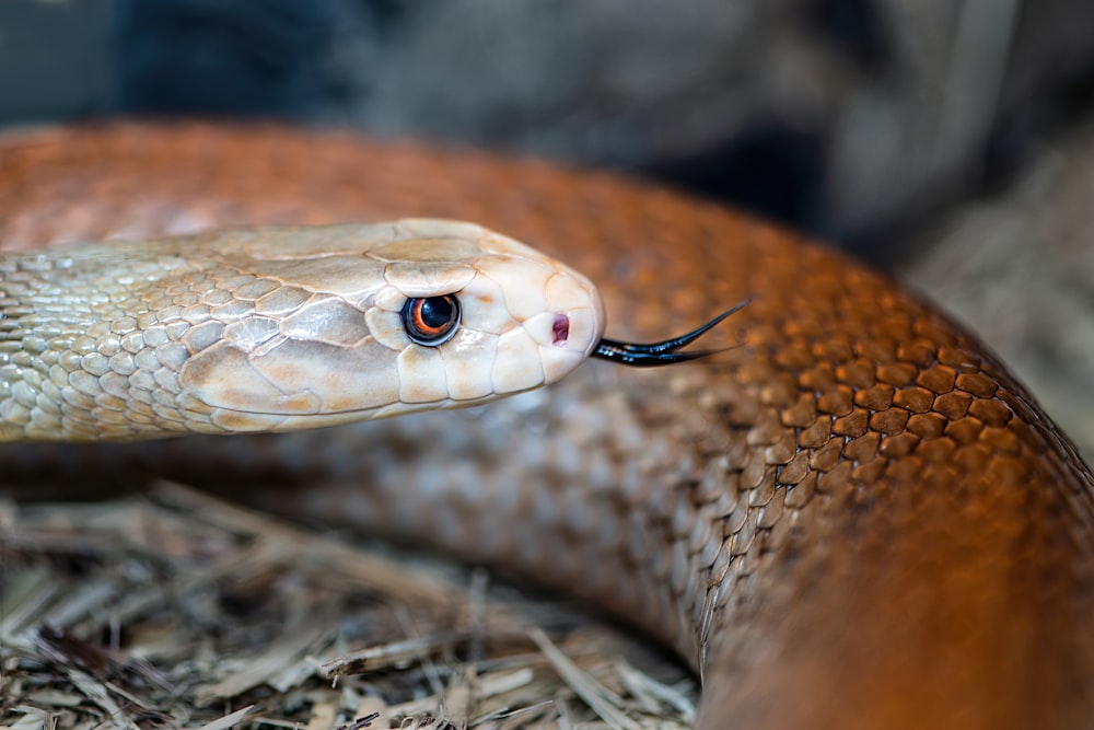 a snake with a long neck