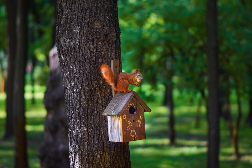 a squirrel on a birdhouse