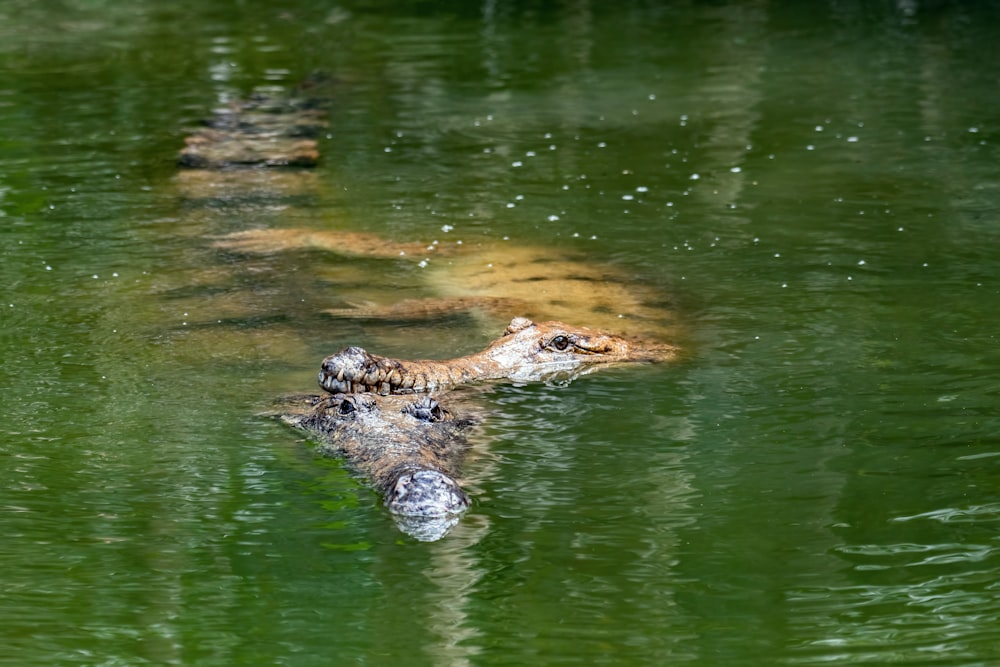 Un cocodrilo en el agua