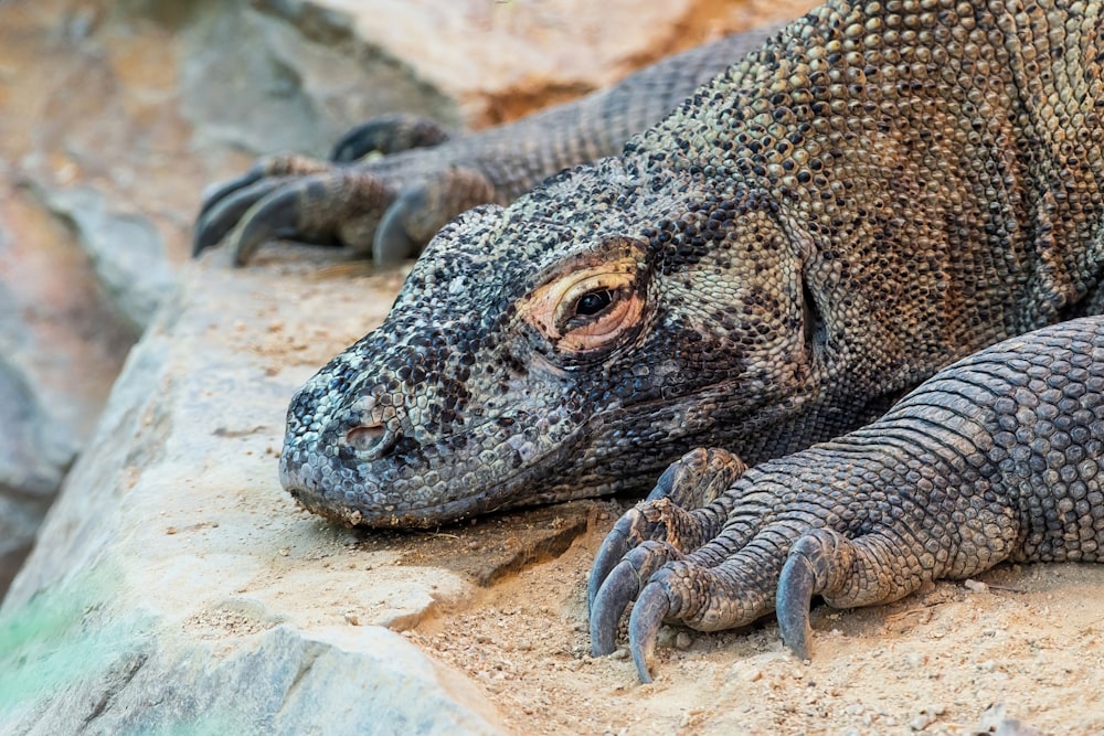 a close up of a lizard