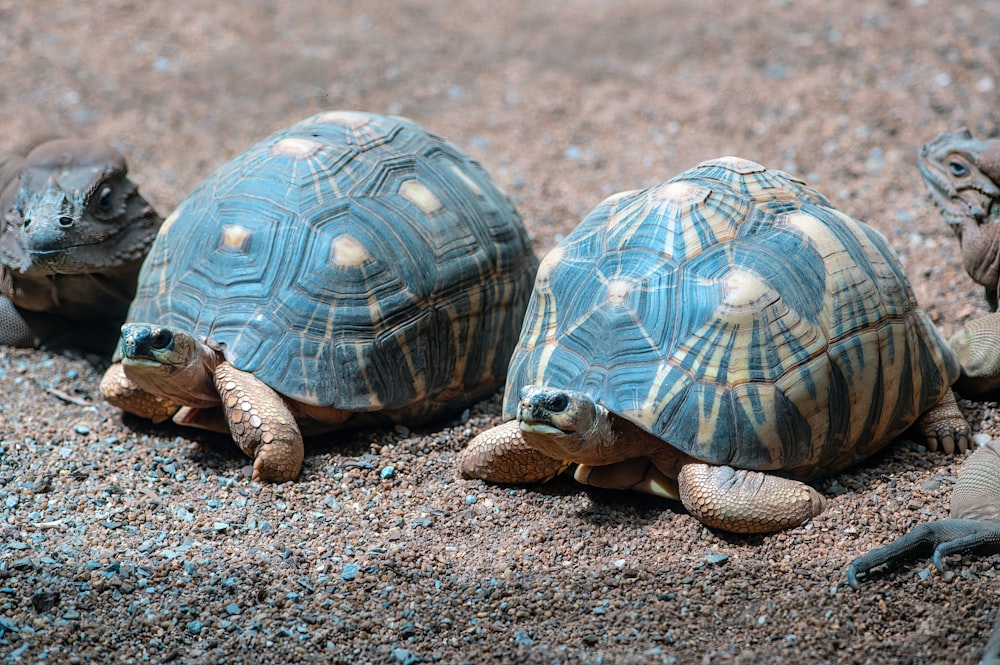 a group of turtles on the ground