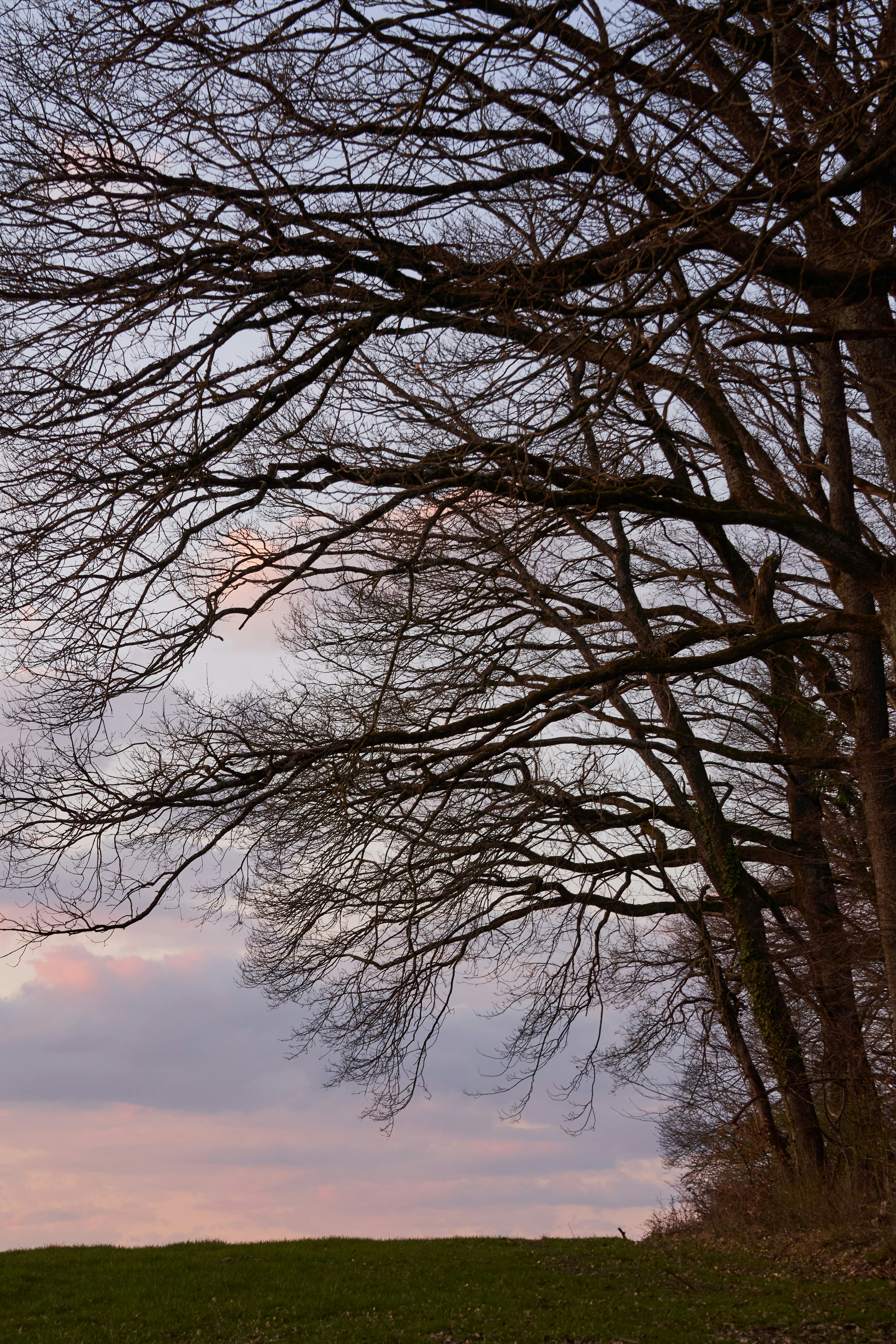 Photo by wolfgang_hasselmann