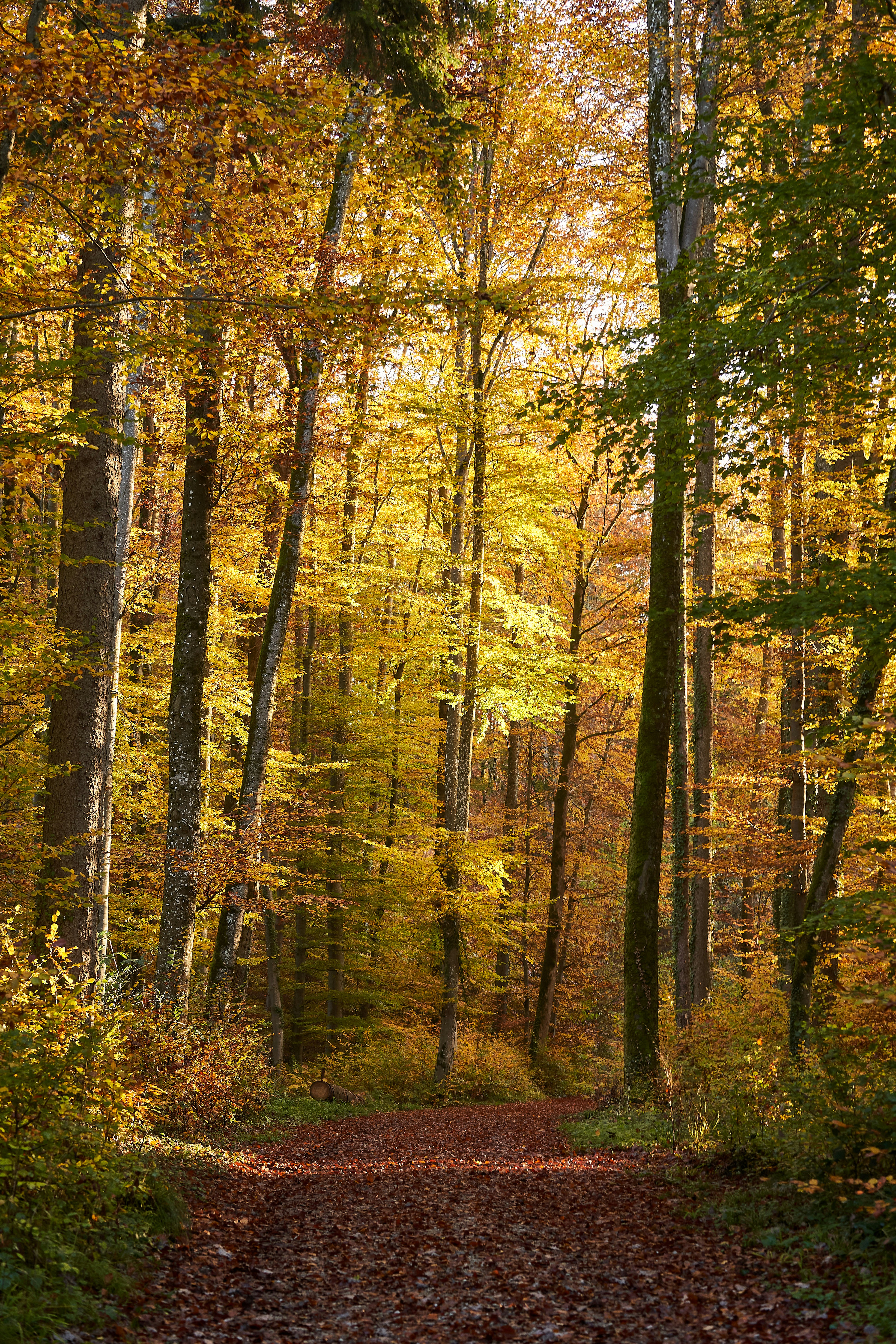 Photo by wolfgang_hasselmann