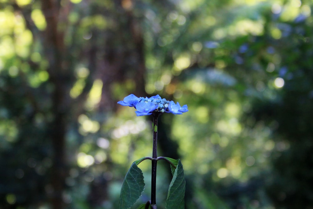 a blue flower on a plant