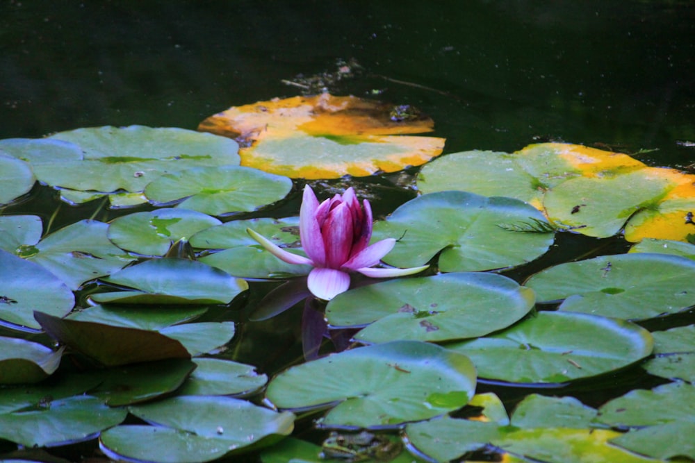 un fiore che galleggia sull'acqua