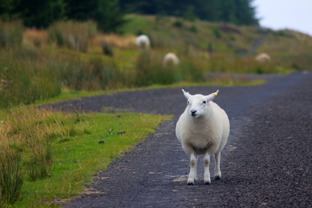 Ein weißes Schaf auf einer Straße