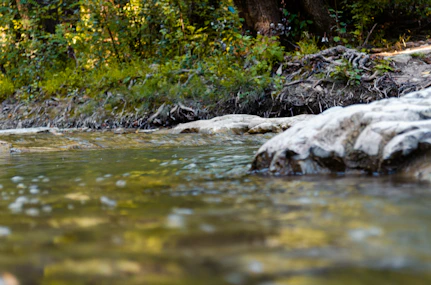 A serene forest stream flowing through a beaver's dam, sunlight filtering through leaves, symbolizing harmony and natural balance.