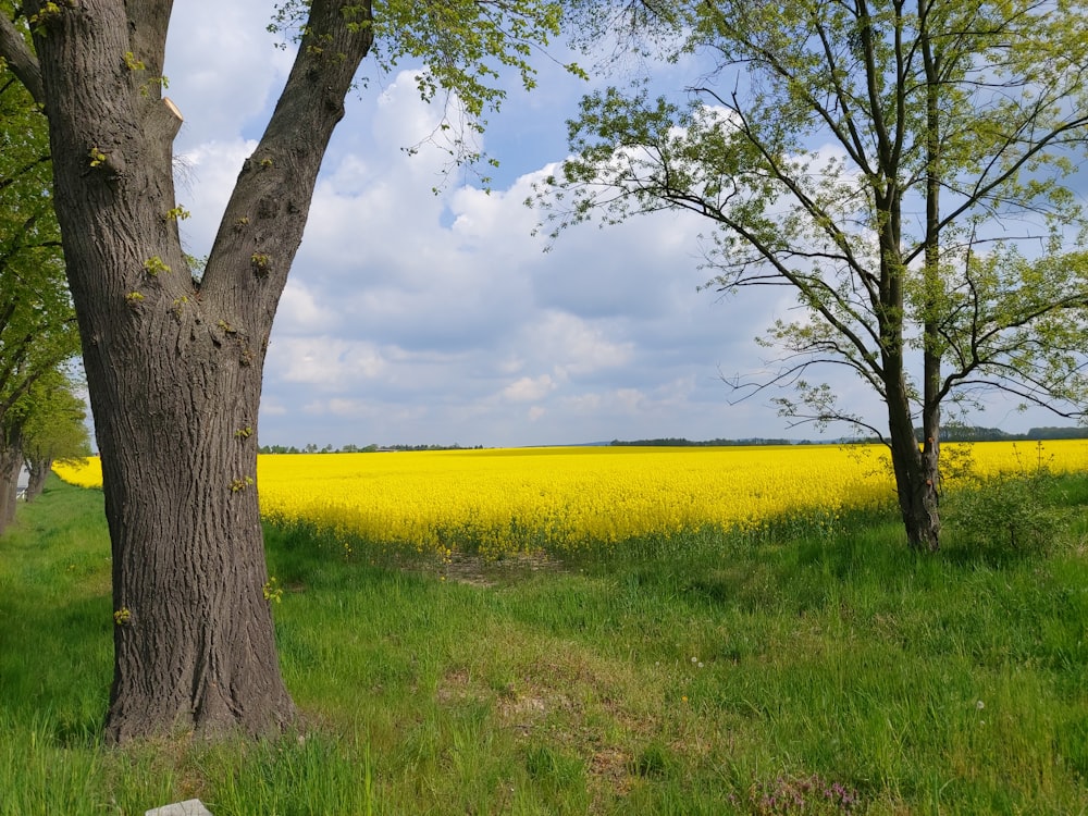 a field of yellow flowers