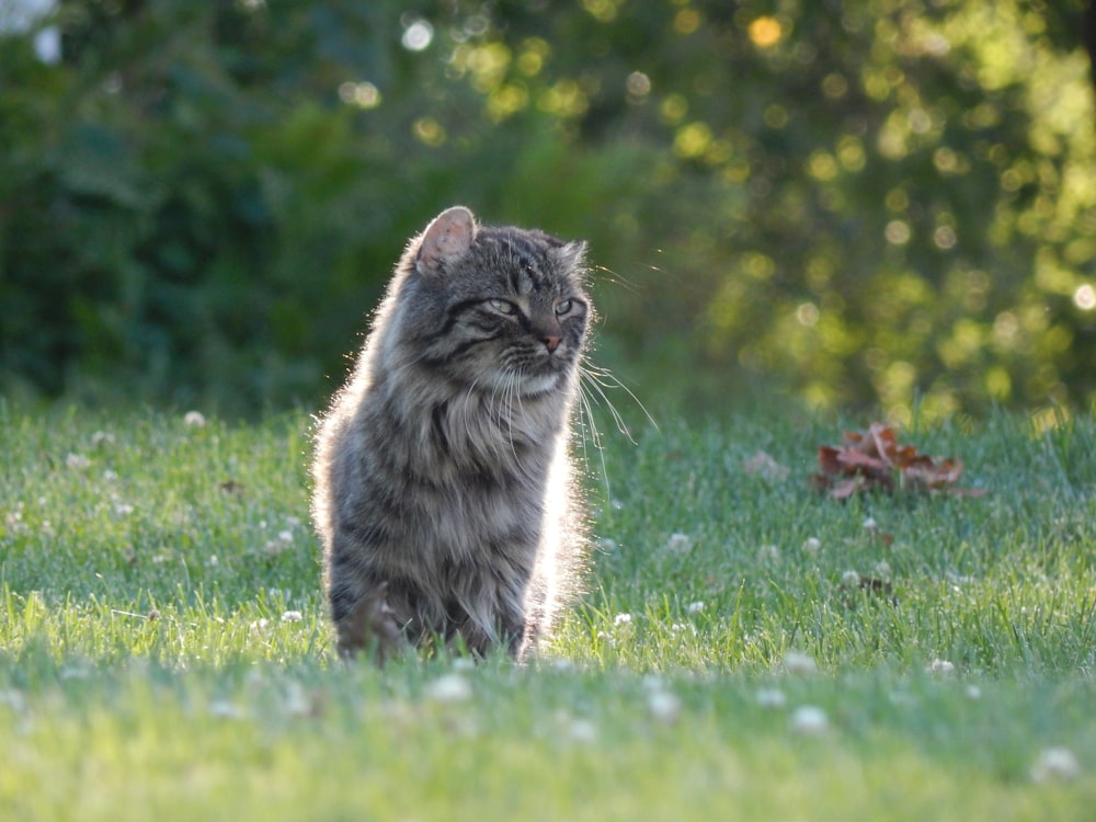 Un gato caminando en la hierba
