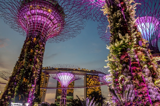 A vibrant display of futuristic garden structures illuminated with purple and pink lights against a twilight sky. Towering vertical gardens resemble giant trees, their trunks covered with lush greenery and intricate metal frameworks. In the background, a modern building with a unique architecture is visible, also lit up.