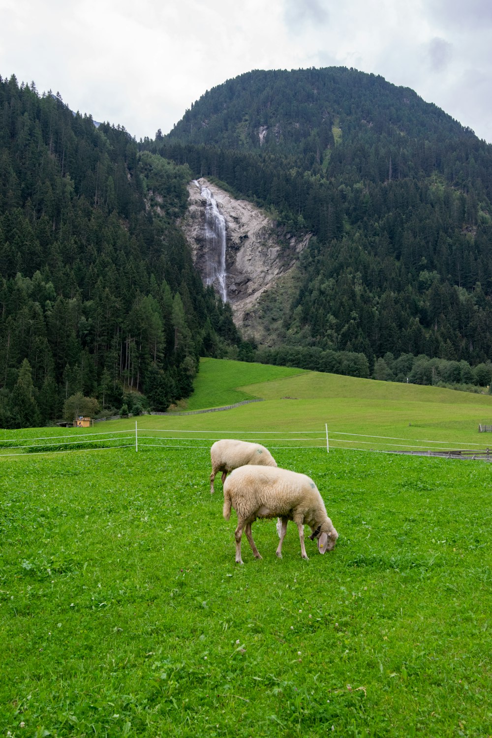 a group of sheep grazing on a lush green field