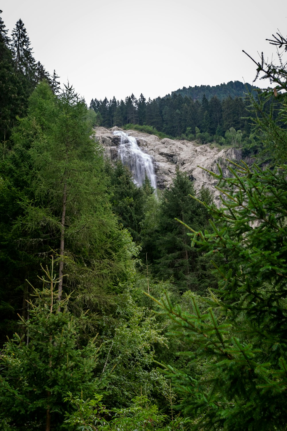 a close up of a hillside next to a forest