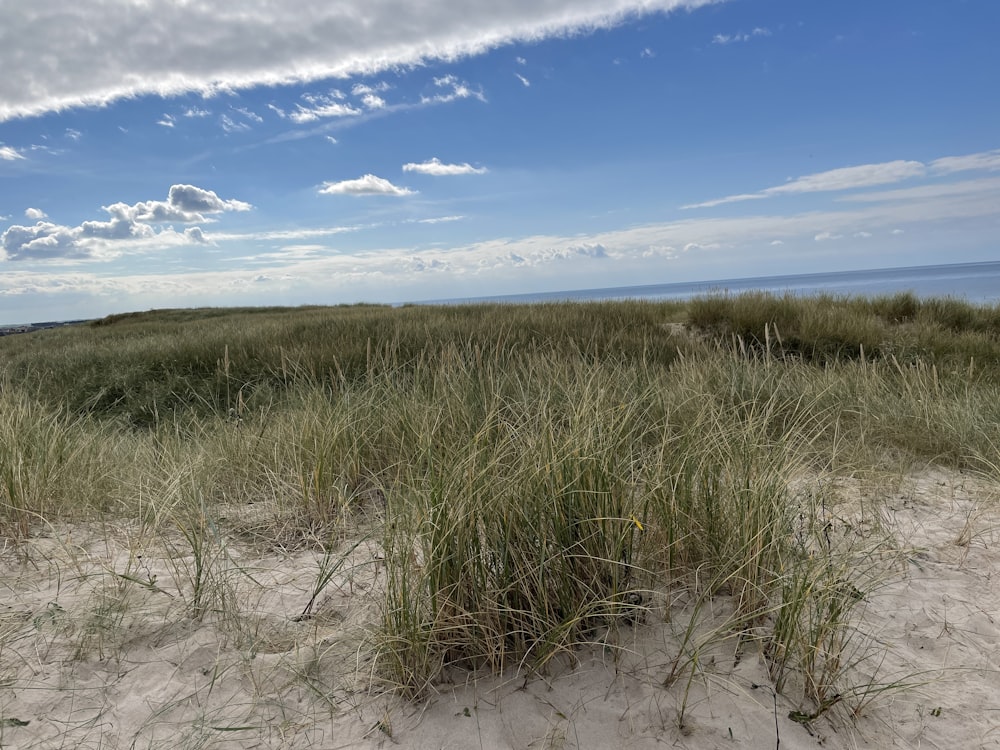 a sandy area with plants