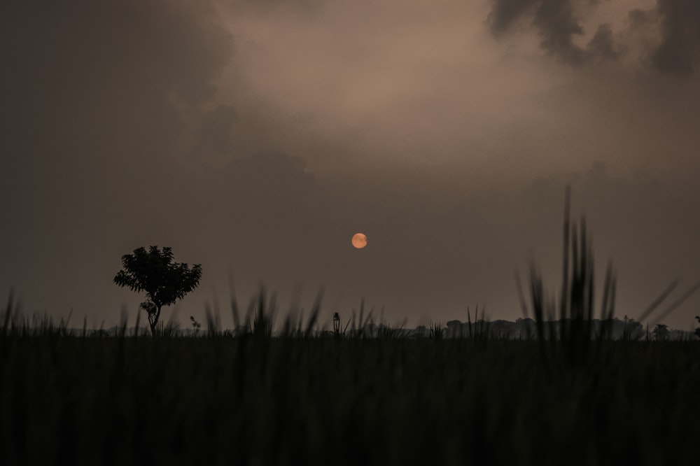 a field with trees and the moon in the background