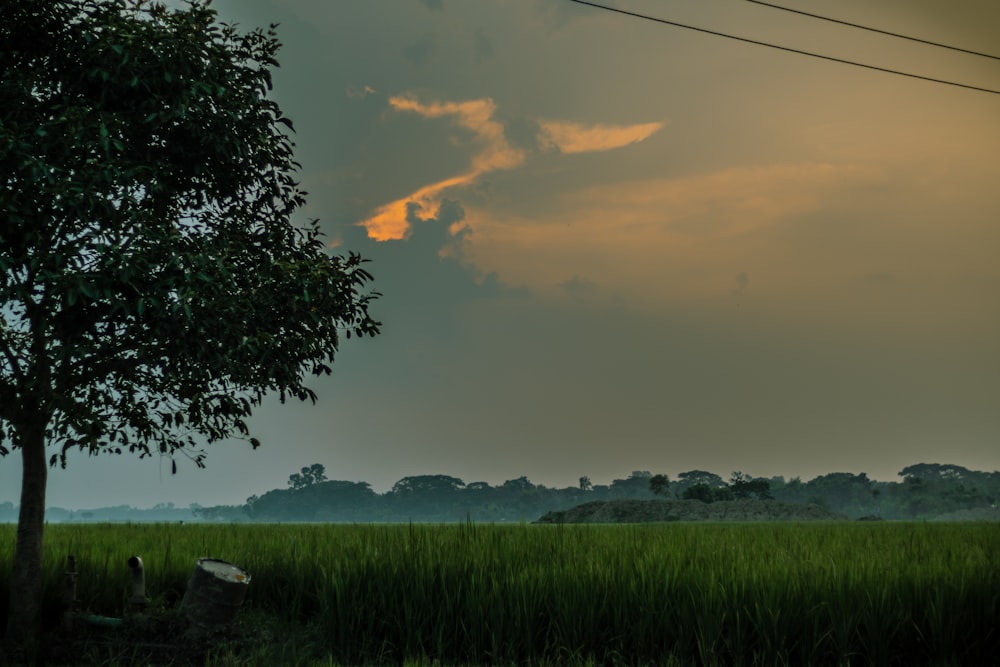 a field of grass with a tree and a cloudy sky