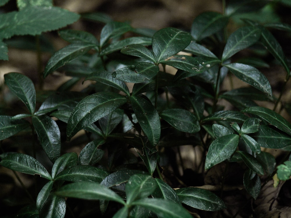 a close up of some leaves