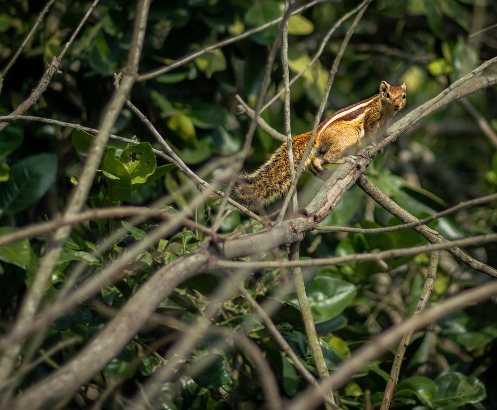 a bird on a branch