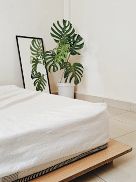 a plant on a bed