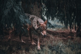 A wolf with a mottled gray and brown fur coat is walking stealthily under the cover of dense, overhanging tree branches. The environment is a natural forest setting with earthy tones and a mottled ground surface.
