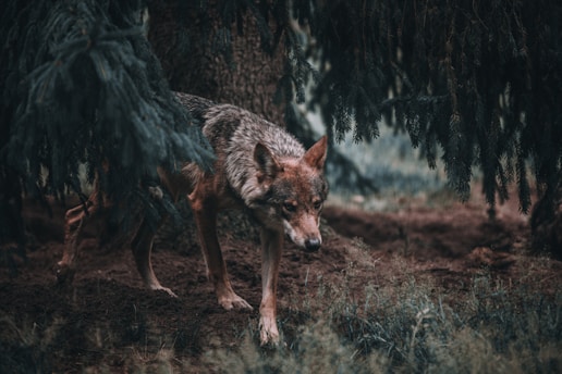 A wolf with a mottled gray and brown fur coat is walking stealthily under the cover of dense, overhanging tree branches. The environment is a natural forest setting with earthy tones and a mottled ground surface.