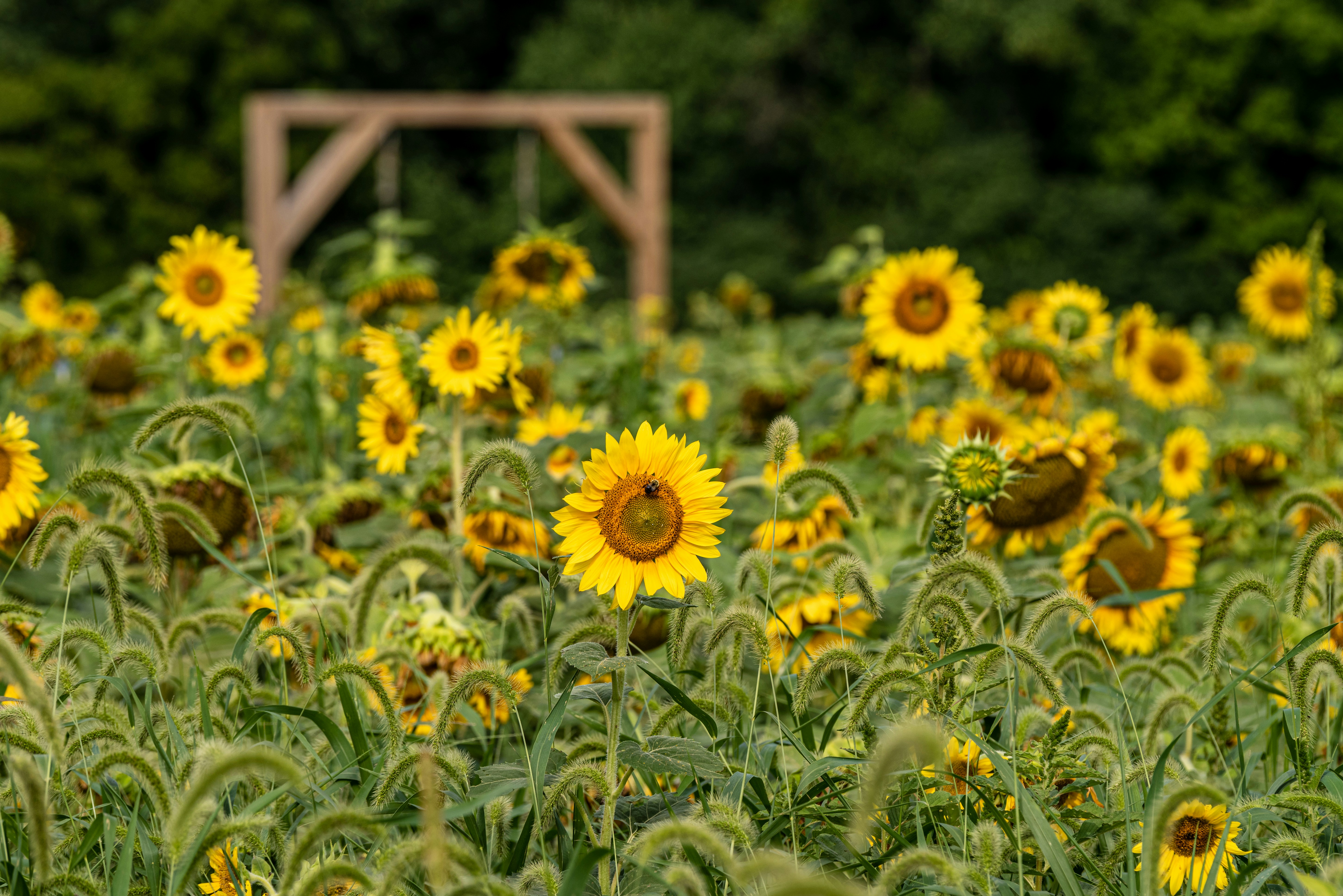 A field of yellow flowers photo – Free Plant Image on Unsplash