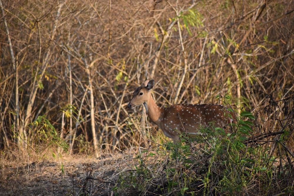 a deer lying in the brush