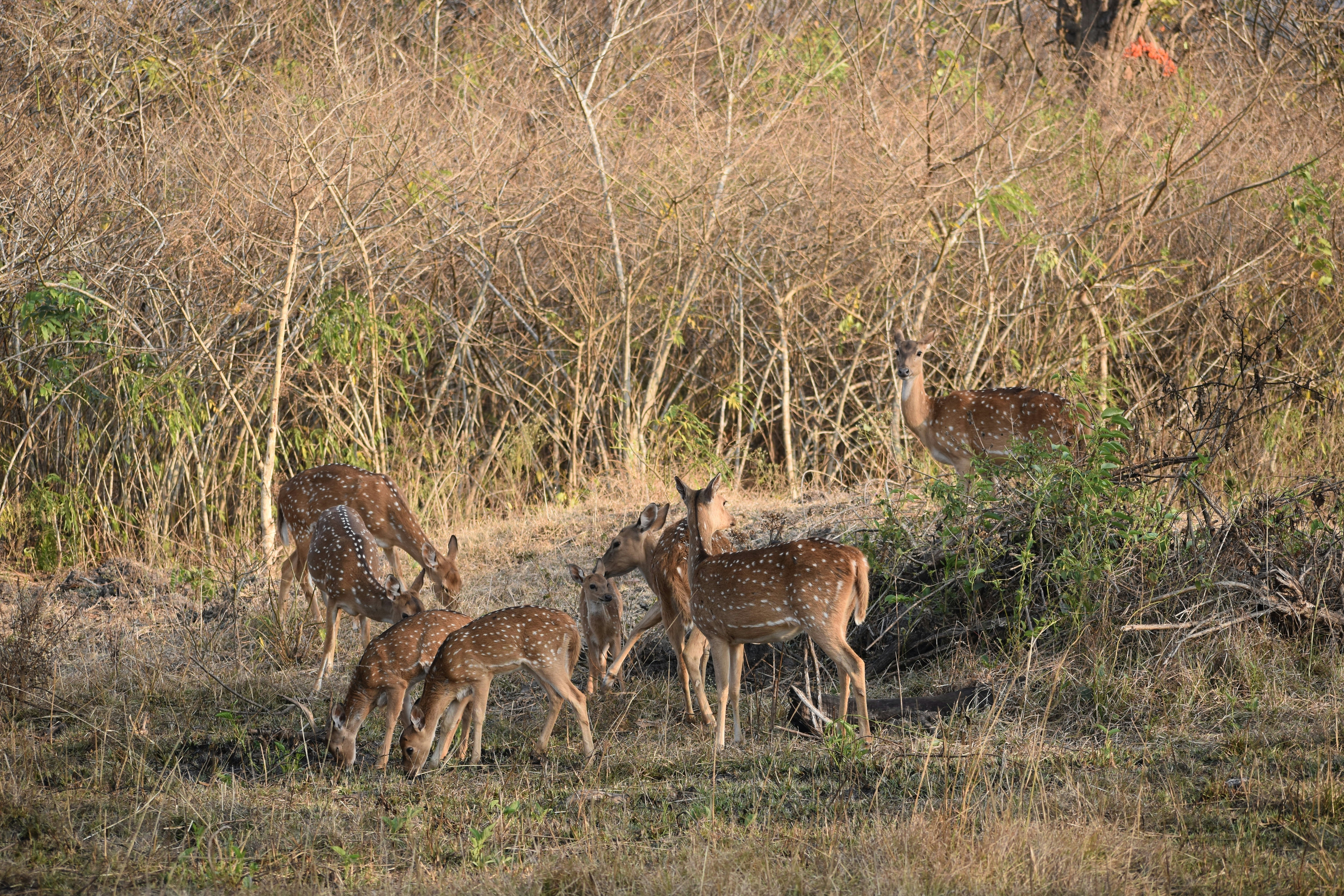 a group of deer in a field
