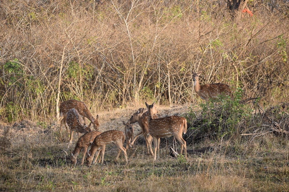 a group of deer in a field