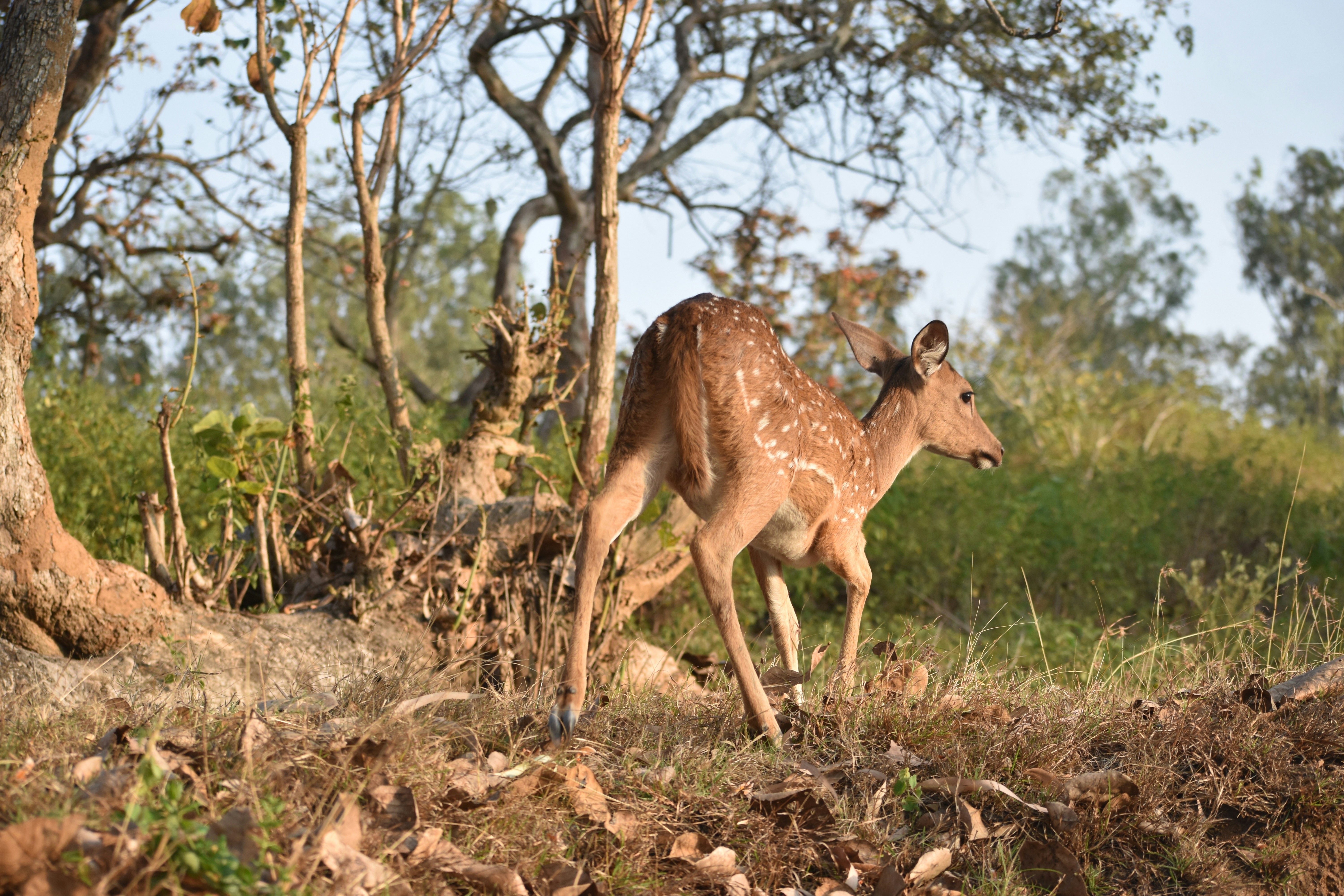 a deer walking through a forest