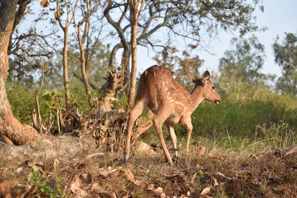 a deer walking through a forest