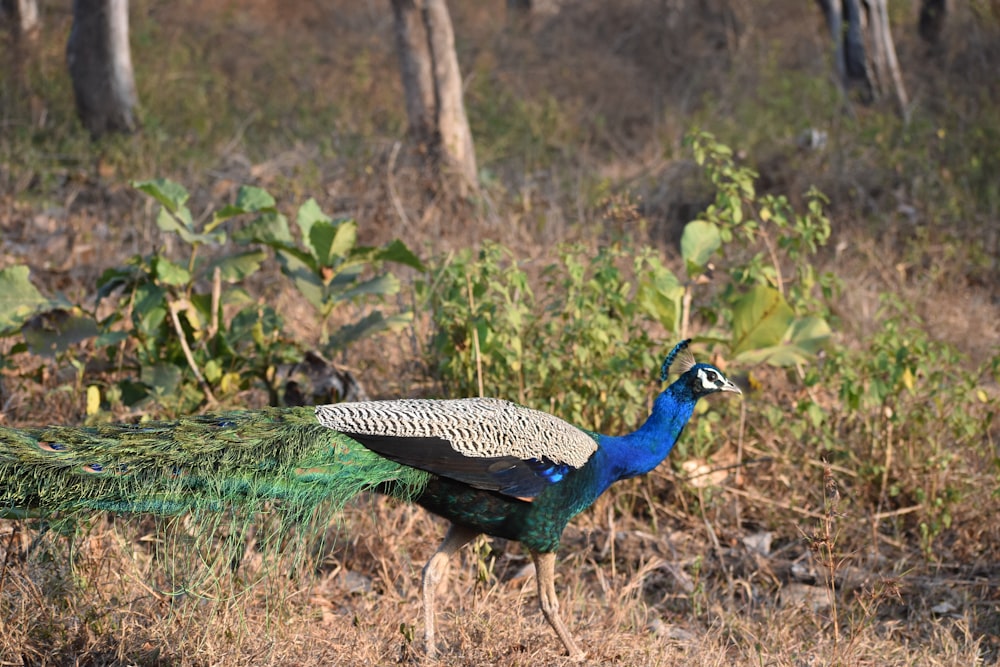 a peacock walking in the woods