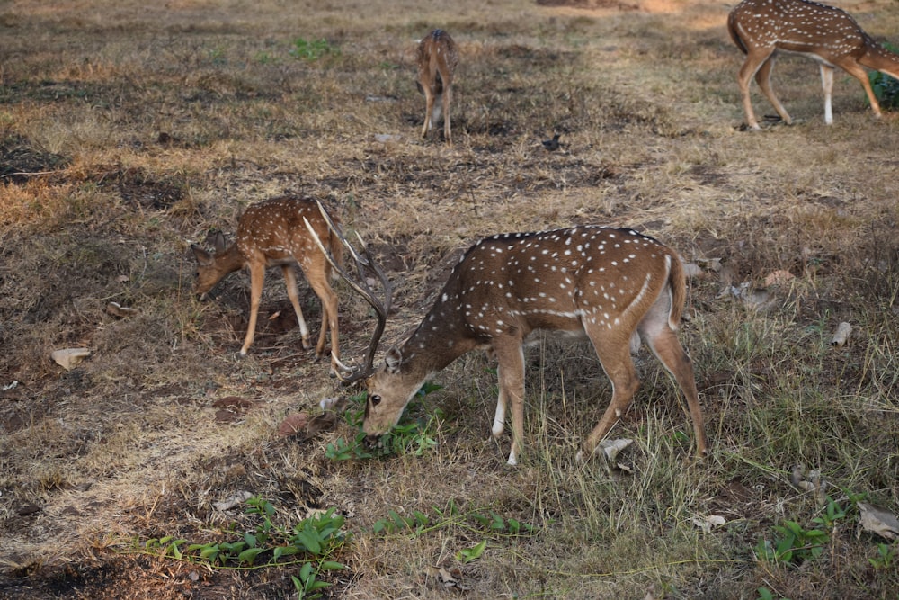 a group of deer in a field