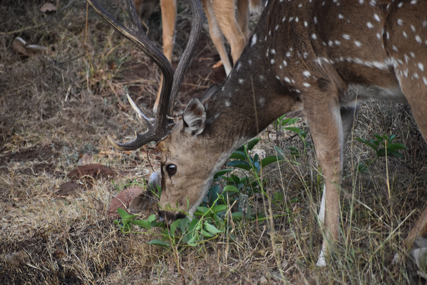 Mysore, Bandipur & Ooty