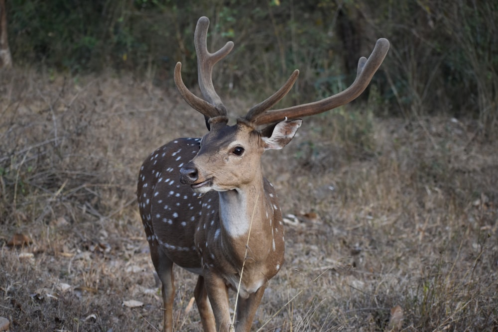 a deer with antlers